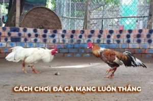 Bất Bại Khi Chơi Đá Gà Sabong Tại B52 Club Từ A Đến Z