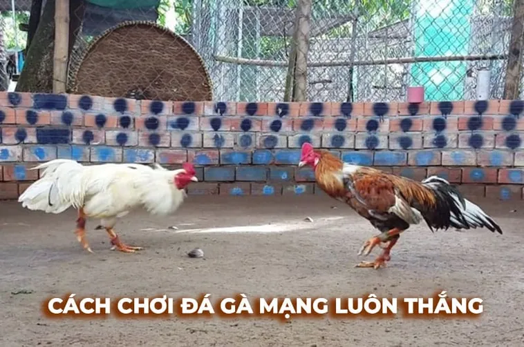 Bất Bại Khi Chơi Đá Gà Sabong Tại B52 Club Từ A Đến Z